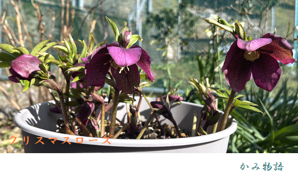 ���ݕ���f����